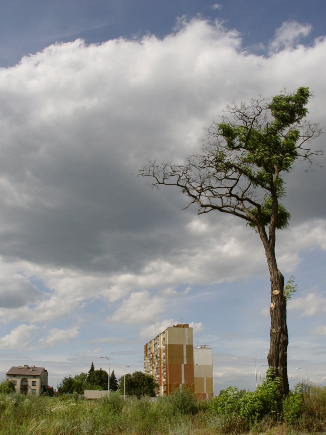 a struggling tree in an urban landscape
